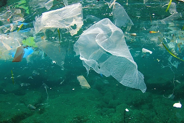 Plastic-Free July: A Beginner's Guide to Going Plastic Free
