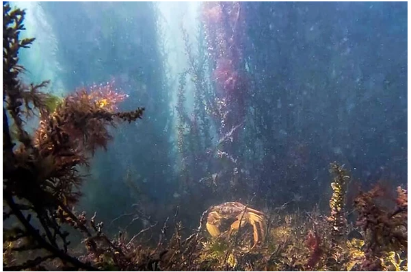 Sea for Yourself: Coronavirus Lockdown Reveals Flourishing Venice Lagoon Ecosystem