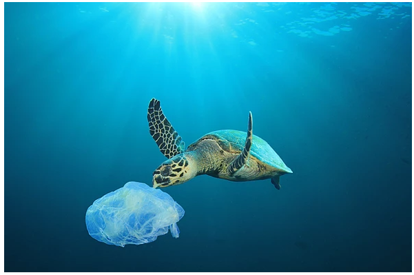 World Oceans Day: 20 Ways to Save The Ocean by Using Less Plastic